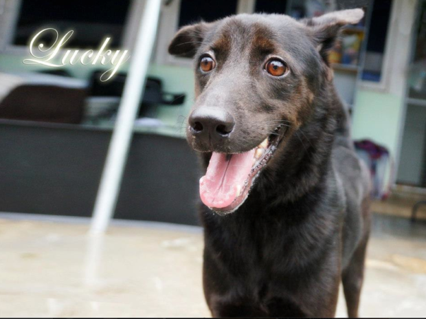 Lucky - the shelter dog who has one of the sweetest temperament.  a very gentle energy about him and I think he will make a wonderful companion to someone deserving of him!
